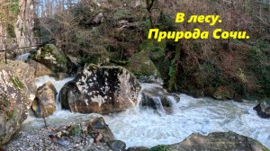 Природа Сочи, в лесу зимой!🌴ЛАЗАРЕВСКОЕ СЕГОДНЯ🌴СОЧИ.