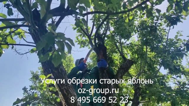 Услуги обрезки старых яблонь на даче. Выезд Агрономов по Москве и области. Звоните и заказывайте!