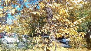 Осень - это прекрасное время года! / Новосибирск/ 2024