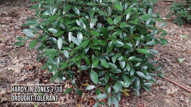 LeAnn™ Cleyera in 2 Minutes - Awesome Screening Plant смотреть онлайн