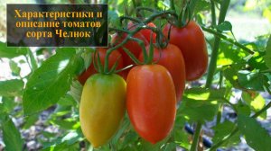 Характеристики и описание томатов сорта Челнок
