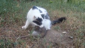 Кошка и крыса.