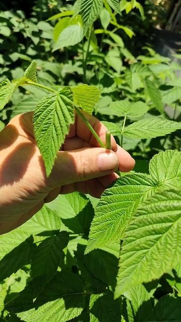 летняя обрезка малины для повышения урожайности. смотреть онлайн