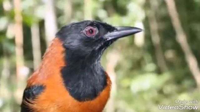 Необычные попугаи! смотреть онлайн