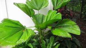 Licuala grandis Palm In Ground