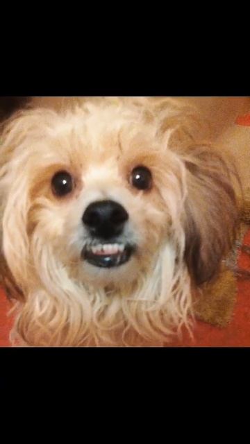 Китайская Хохлатая Пуховая/Первый год жизни)) смотреть онлайн