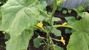 ОГУРЦЫ В ОДИН СТВОЛ, УСЫ ПАСЫНКИ ОБРЫВАЕМ🥒🥒🥒💯❤️...