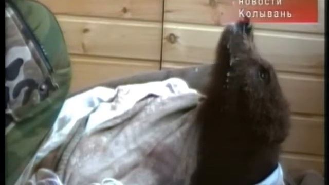 Найден медвежонок смотреть онлайн