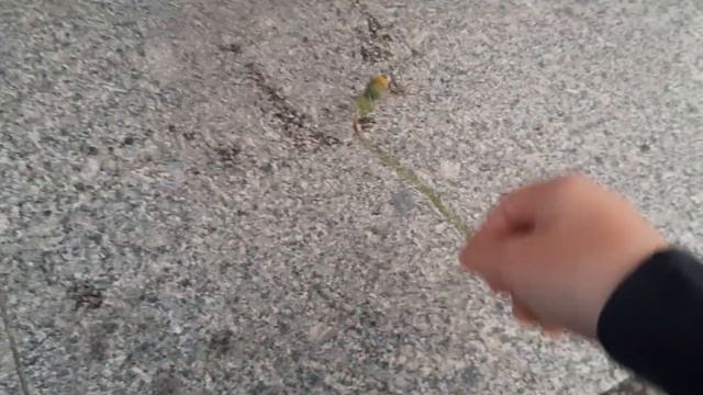 Обзор на одуванчик (не смешно) смотреть онлайн