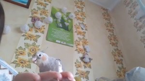 Как быстро корелла съест семечки?