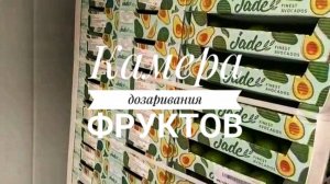 Камера дозаривания фруктов
