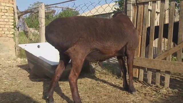 каштан гиссар кочкор сатылат 2тиш смотреть онлайн