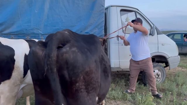 Молҳои шири 8 мая 2024 г. смотреть онлайн