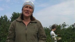 Сколько голубики можно собрать с одного куста