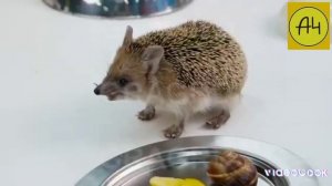 ПОСТРОИЛИ ДОМ МЕЧТЫ ЗА 100 000 ДЛЯ ЕЖА