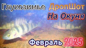 ПРИМАНИЛ ОКУНЯ- НА ПРИКОРМКУ АЛЬБУМИН, И НА СИЛИКОН Лаки-Джон НА ДРОПШОТ КЛЮЁТ ЗИМОЙ КАК ПРИВЯЗАНЫЙ