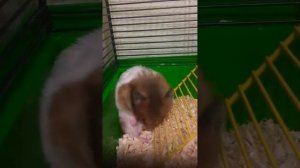 Хомяк моется