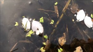 Головастики в пруду