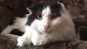 история Кешеньки.Однажды я его увдела в лютый мороз облитым водой, шел и громко кричал на сугробам.