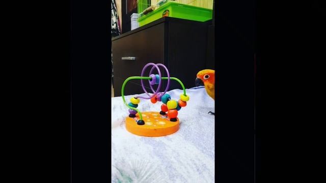 ПОПУГАЙ СОЛНЕЧНЫЙ АРАТИНГА и новая игрушка смотреть онлайн