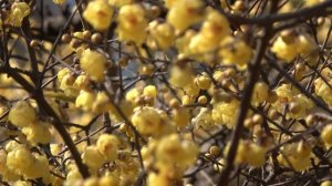 満月蠟梅 西方寺 春の香り 春の訪れ ロウバイ 蝋梅 Chimonanthus praecox Химонант скороспелый Saiho-ji Temple いつだったか なかにしあかね