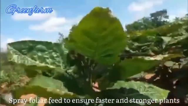 How to make millions on tree tomato farming, best profitable crop to grow in 2022, modern farming