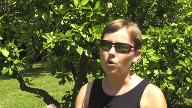 Georgia Citrus Growers Need To Be Vigilant About Disease смотреть онлайн