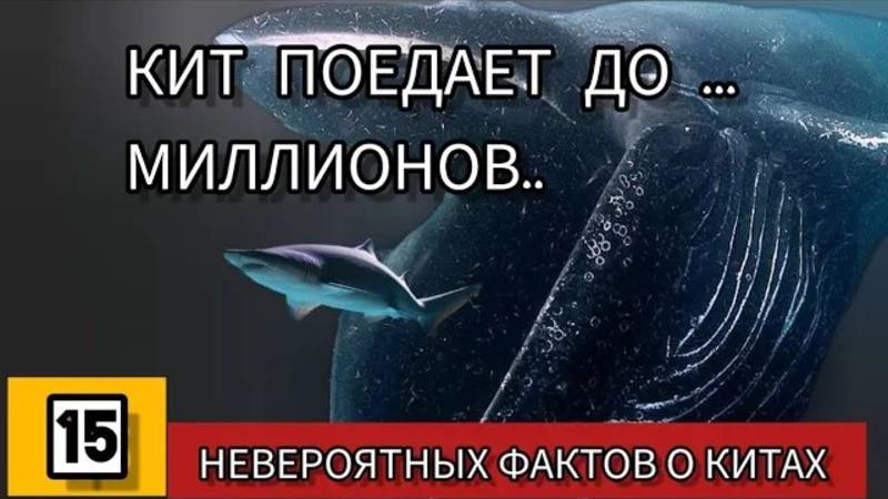 Киты, о которых ты точно не знал! Удивительные факты смотреть онлайн