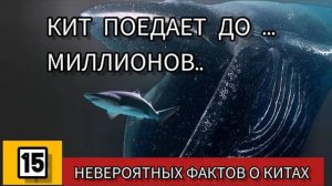 Киты, о которых ты точно не знал! Удивительные факты