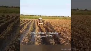 Культивация кукурузы.23 апрель.2021г.