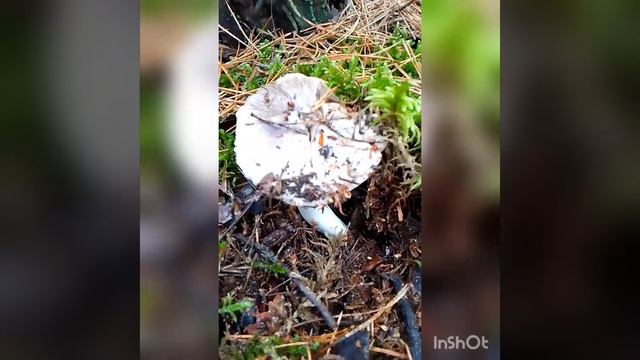 Гриби Підзеленки! Mushrooms! Грибы Подзелёнки