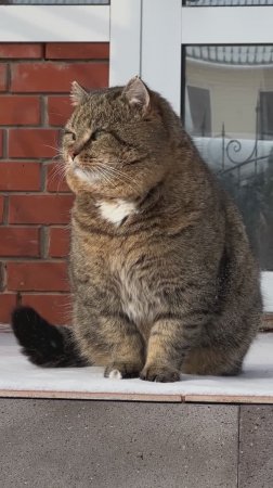 Ален Делон среди котов ✨ Барсик