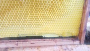 Ващина. Как пчёлы отстраивают самодельную ващину./17. April 2021(2)