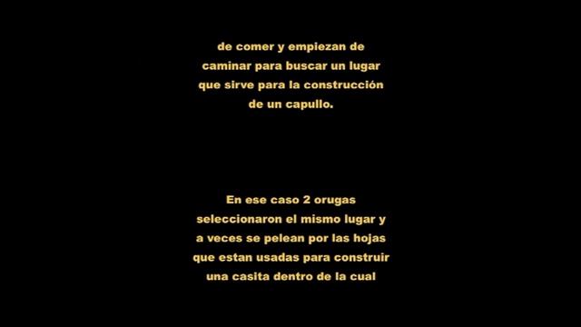 Kokon Festung, cocoon fortres, capullo fortaleza, Leucanella viridescens, trilingual смотреть онлайн