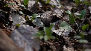 КIэрэф Темболэт/"Хъуромэ"