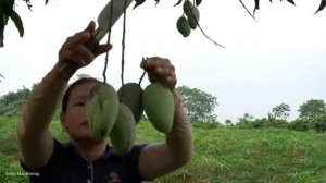 Harvesting Big Mango Goes to the market sell (Fruit) - Build life in farm|Take care. Trieu Mai Huong