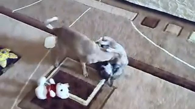 битва 2 х гигантов весовая категория 4 кг два волкодава смотреть онлайн