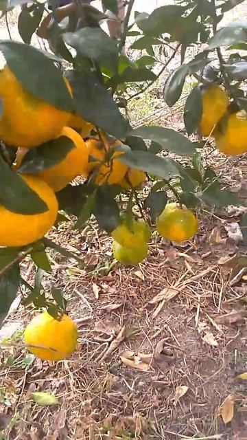 Tangerine tree first time having fruits. смотреть онлайн