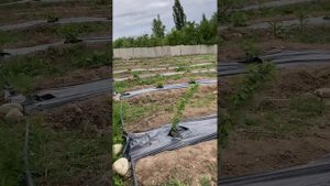 Смородина на капельном орошении