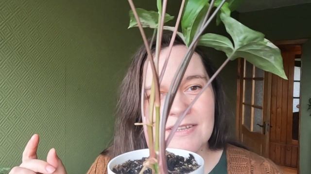 К вашему вниманию мои сингониумы 😊