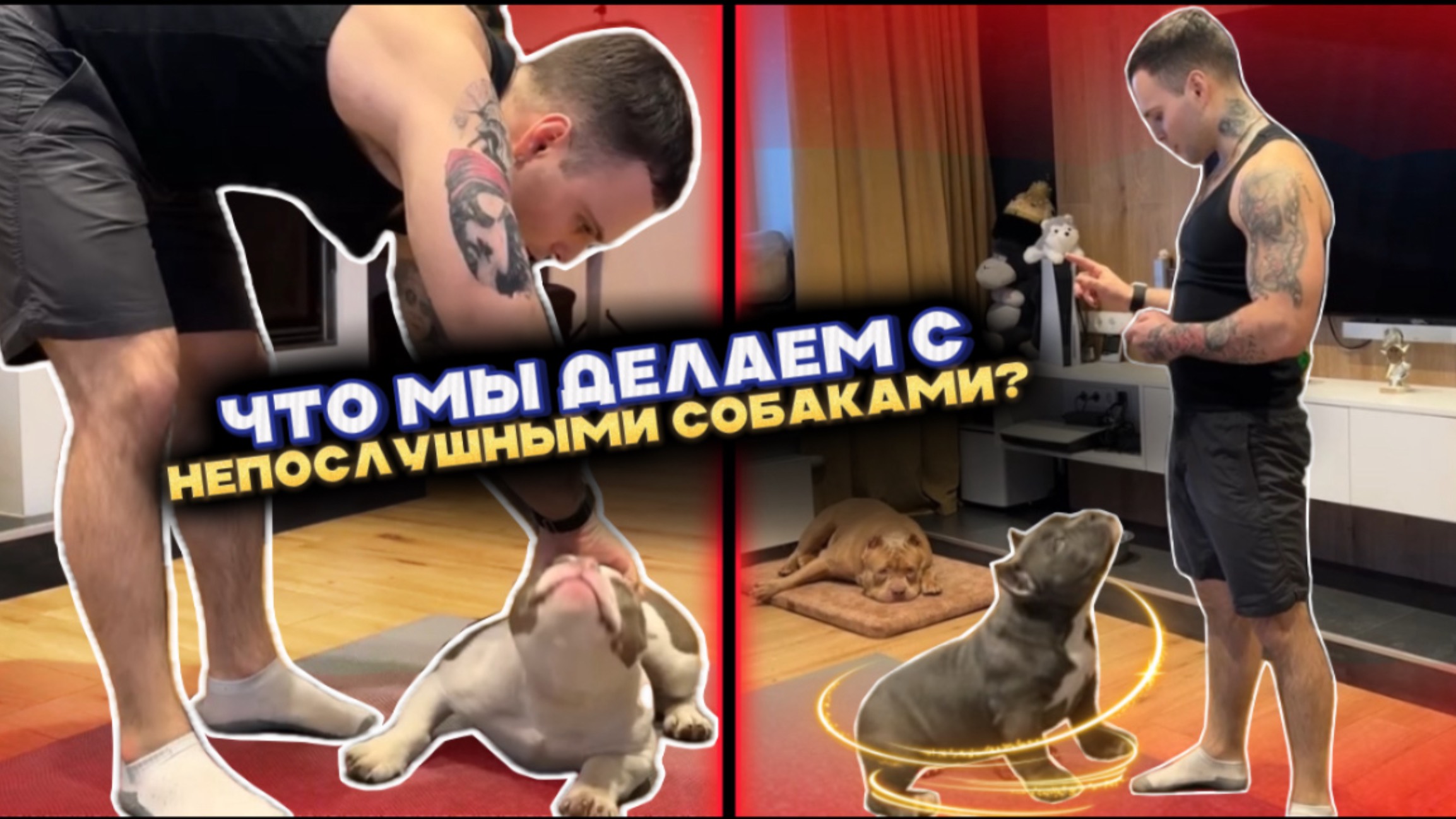 Как мы воспитываем своих собак? Секреты и тонкости идеального воспитания животного!