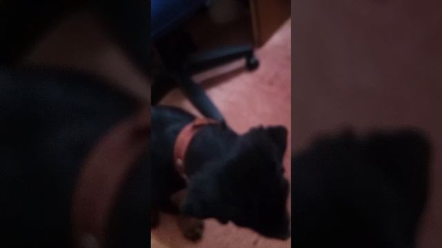 Знакомство ротвейлера Жорика с Матильдой