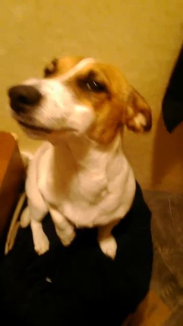 Как собака ест туфли смотреть онлайн