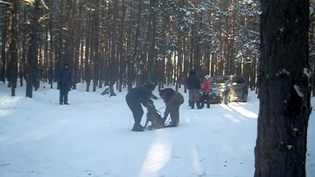 Центо 807 смотреть онлайн