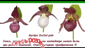 Циприпедиумы или садовые орхидеи. Приход 2025 . Заказ в группе ВКонтакте «Пионы под Питером"