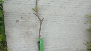 🍇Сорта винограда Дашуня и Дарья,посадка винограда с ОКС,14.05.2023г.🍇