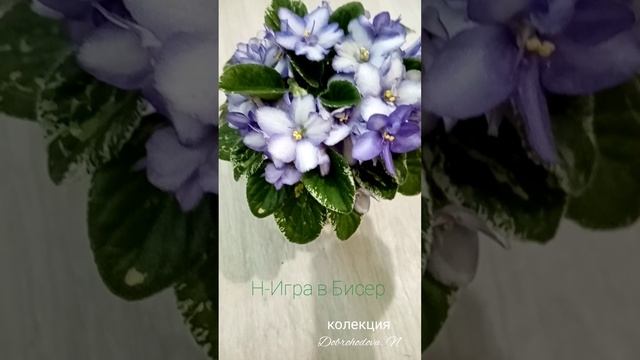 Фиалки, которые меня очаровали. Моя коллекция в цветении.