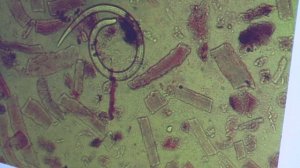 В Тверской лаборатории ФГБУ «ВНИИЗЖ» проводят исследования мяса диких животных и рыбы