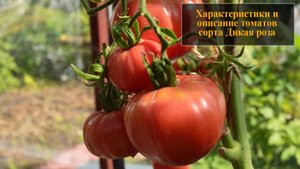 Характеристики и описание томатов сорта Дикая роза