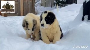 Три девочки среднеазиатской овчарки 2 месяца с няньками 🥰🥰🥰